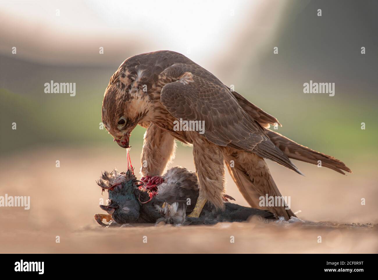 black shouldered kite, shikra, falcon, eagle, osprey , kestrel and