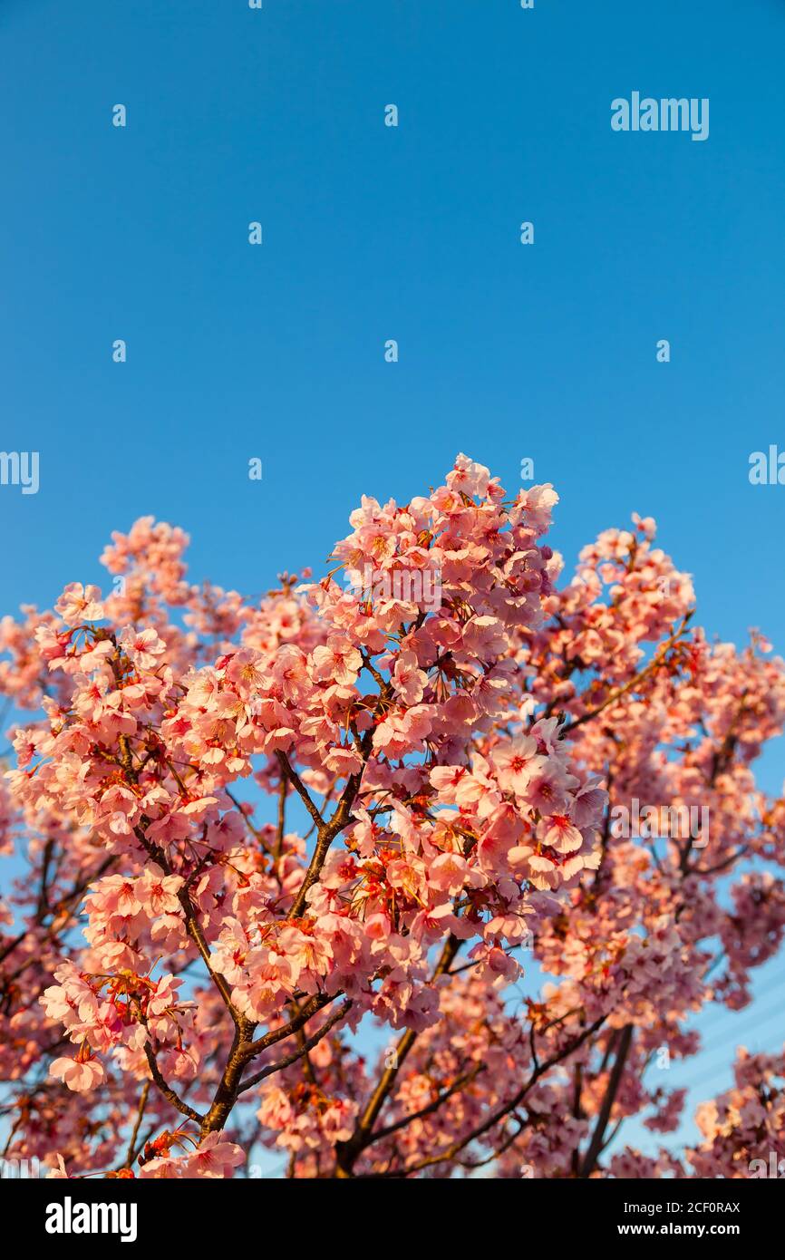 Pink blossom sakura flowers on a spring day in Japan., Beautiful ...