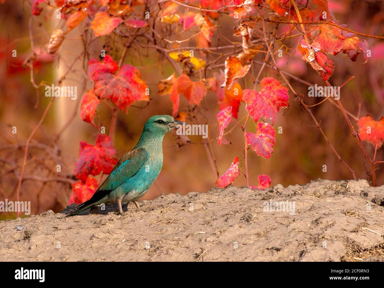 wildlife and birds of Pakistan Stock Photo Alamy