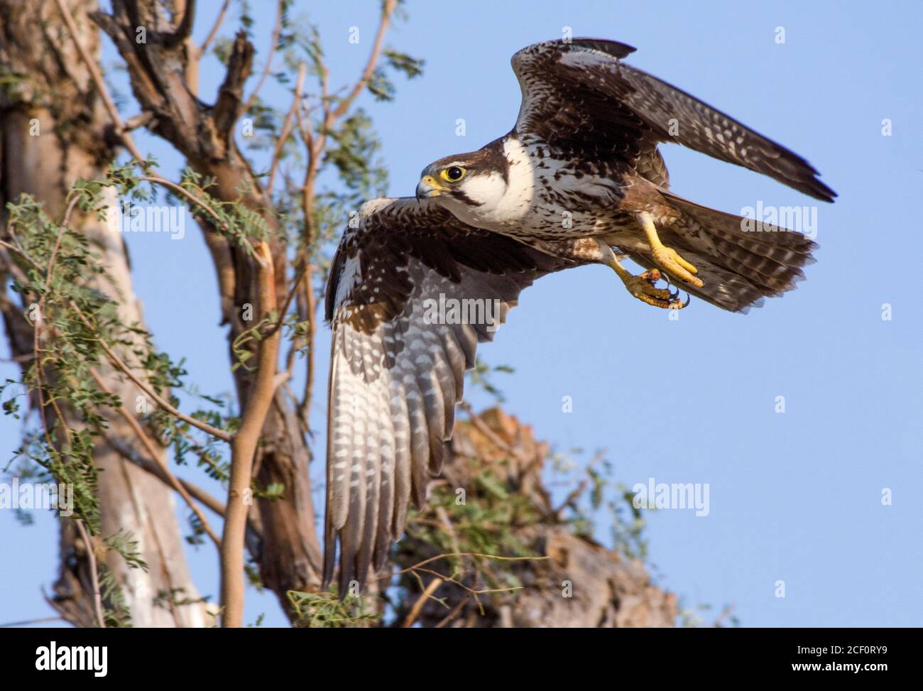 black shouldered kite, shikra, falcon, eagle, osprey , kestrel and