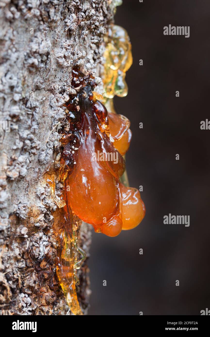 Sap exuding from trunk of Northern Silky Ash (Flindersia bourjotiana). August 2020. Cow Bay. Daintree National Park. Queensland. Australia. Stock Photo