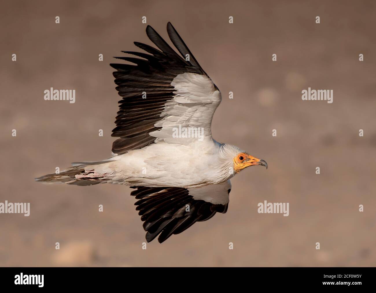 Egyptian Vulture flying photos Stock Photo Alamy