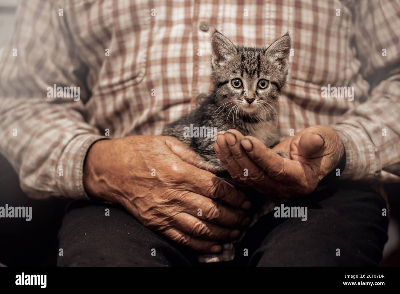 Senior man holds in hand small kitten. Concept support friendship animals cat and people love Stock Photo