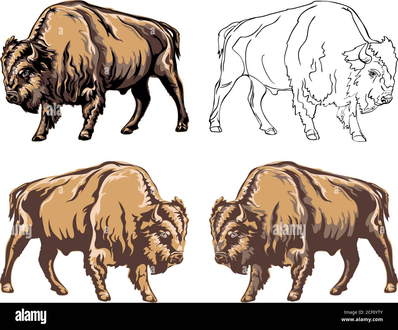 bison, buffalo, color, safari bison herbivore, prairie, reservation, horn, america, big, white, bull, pier, wild, animal, savage, animals, head Stock Vector