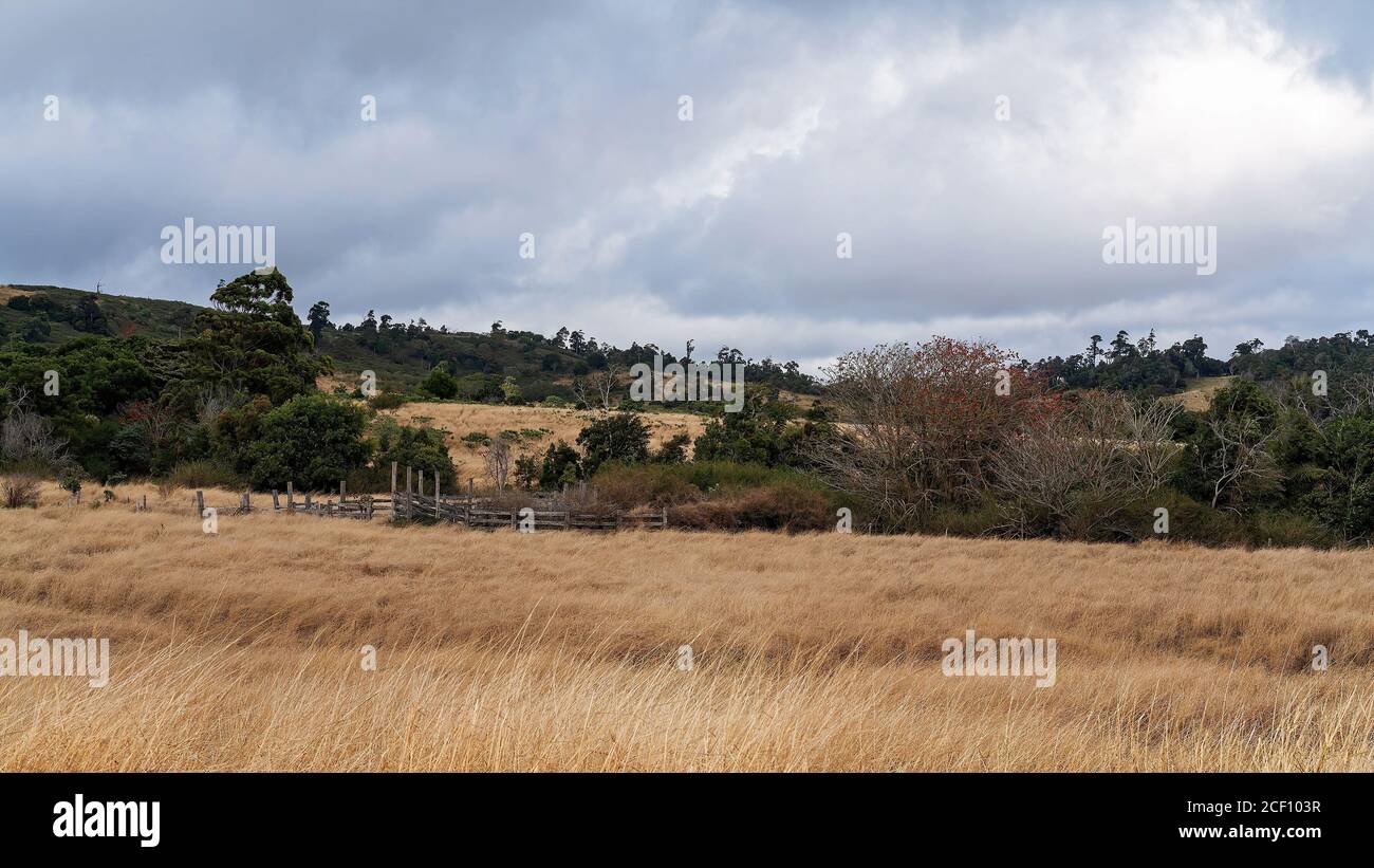 Timber cattle yards in the grazing paddock of a rural dairy farm Stock