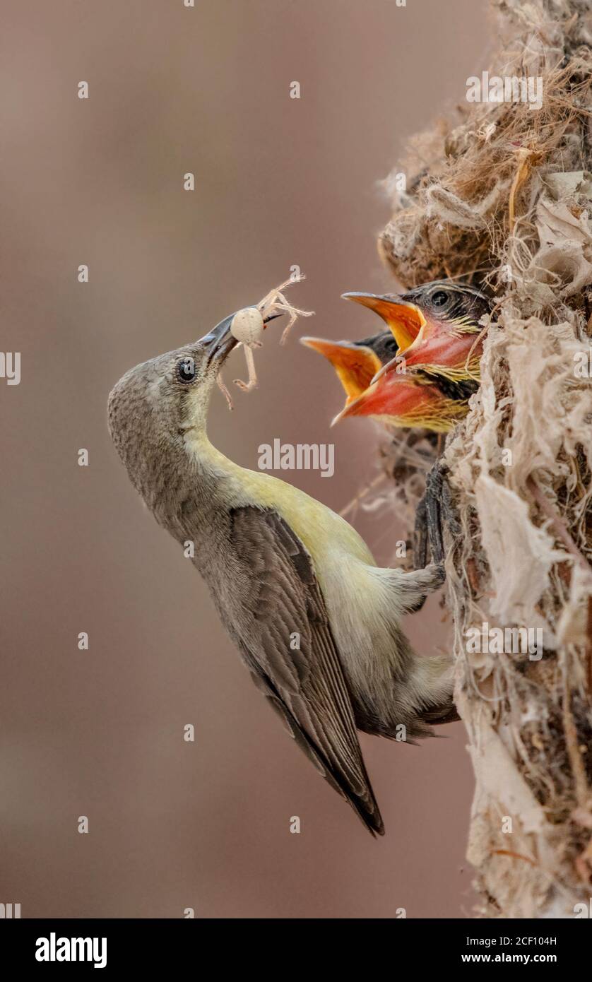 sun bird feeding in nest Stock Photo