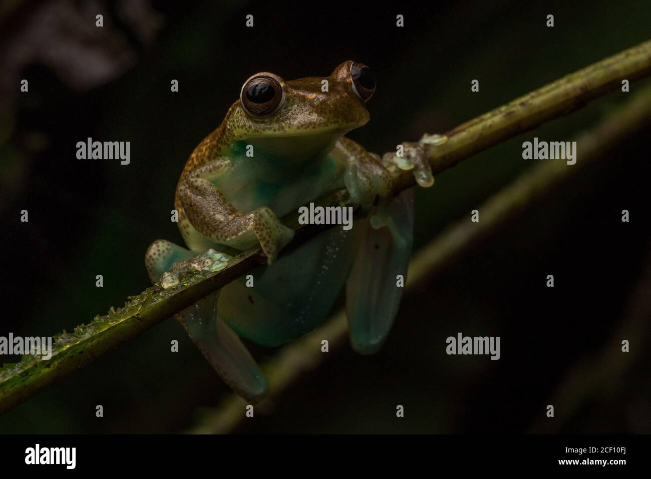 Babbling torrenteer frog (Hyloscirtus alytolylax) a species of tree frog from the Choco region of Ecuador. Stock Photo