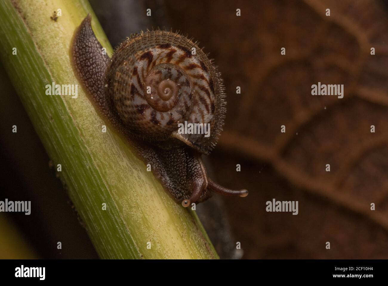 The hairy snail (Solaropsis selenostoma) an unusual snail species with spikes on its shell, perhaps a defense against snail predators like snakes. Stock Photo