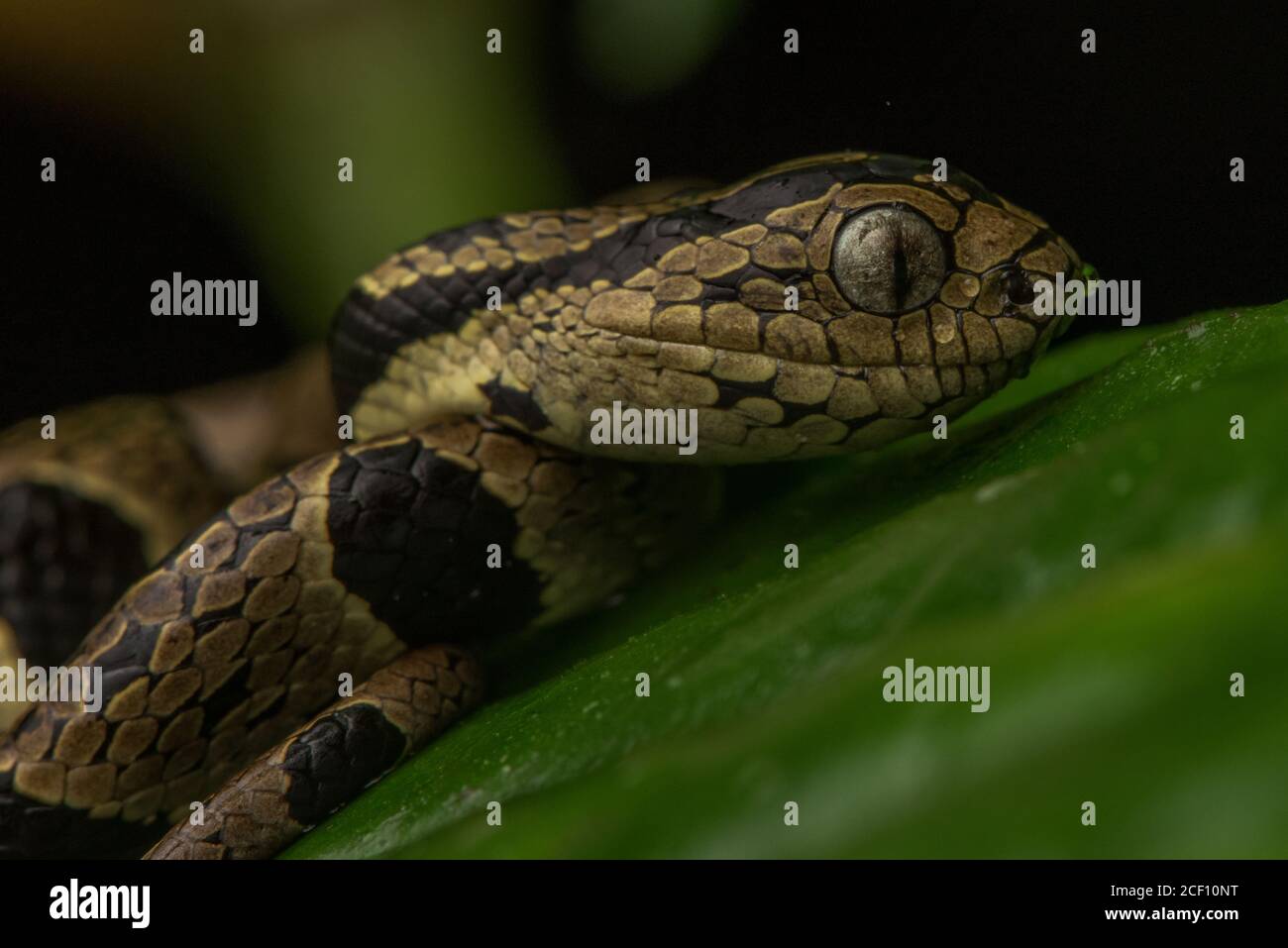 Andean snail eating snake hires stock photography and images Alamy