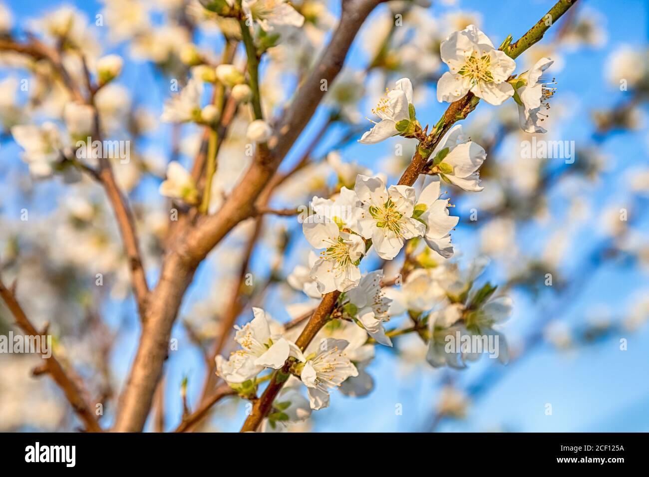 beautiful cherry blossom sakura flower with blue sky Stock Photo - Alamy