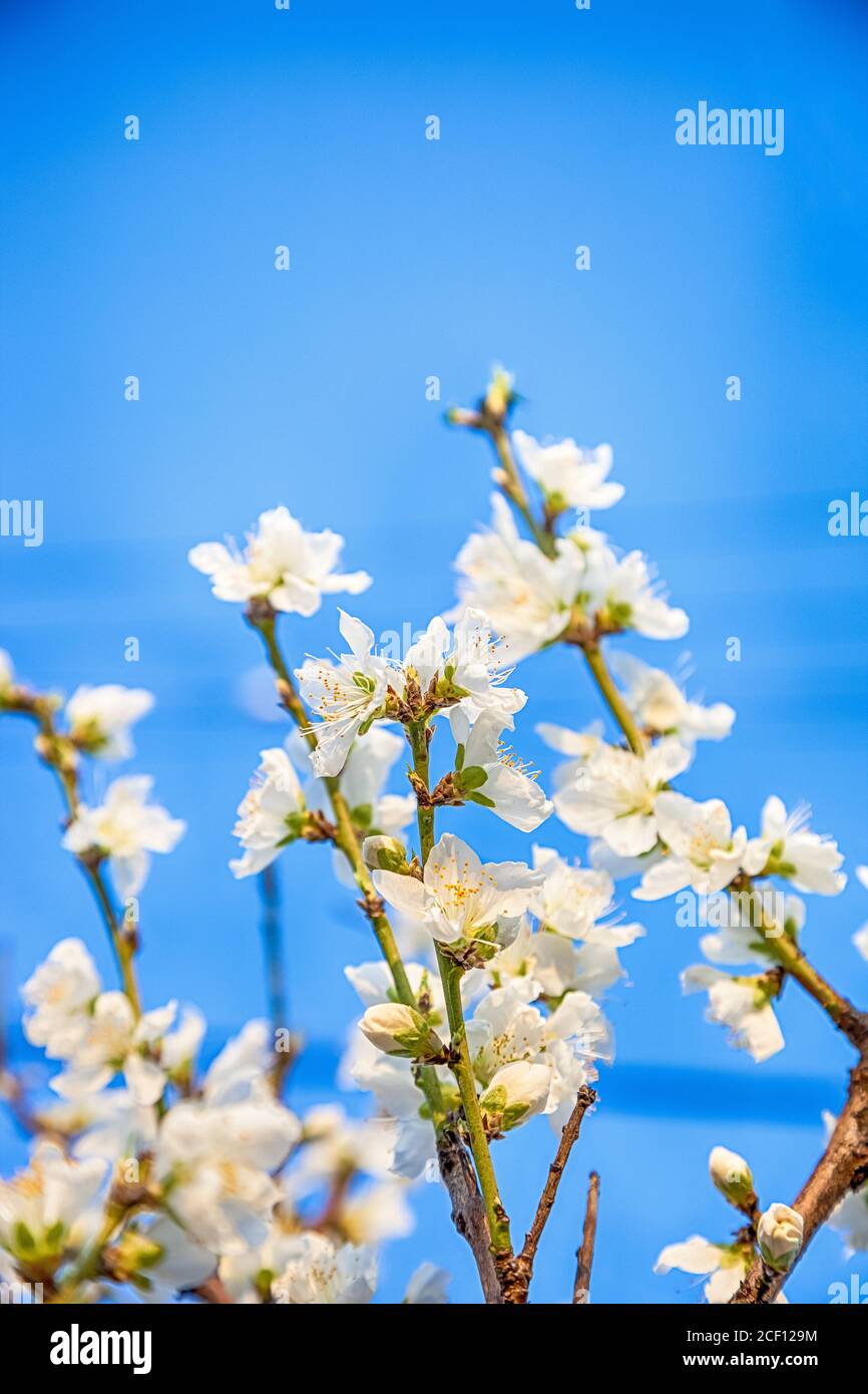 beautiful cherry blossom sakura flower with blue sky Stock Photo - Alamy