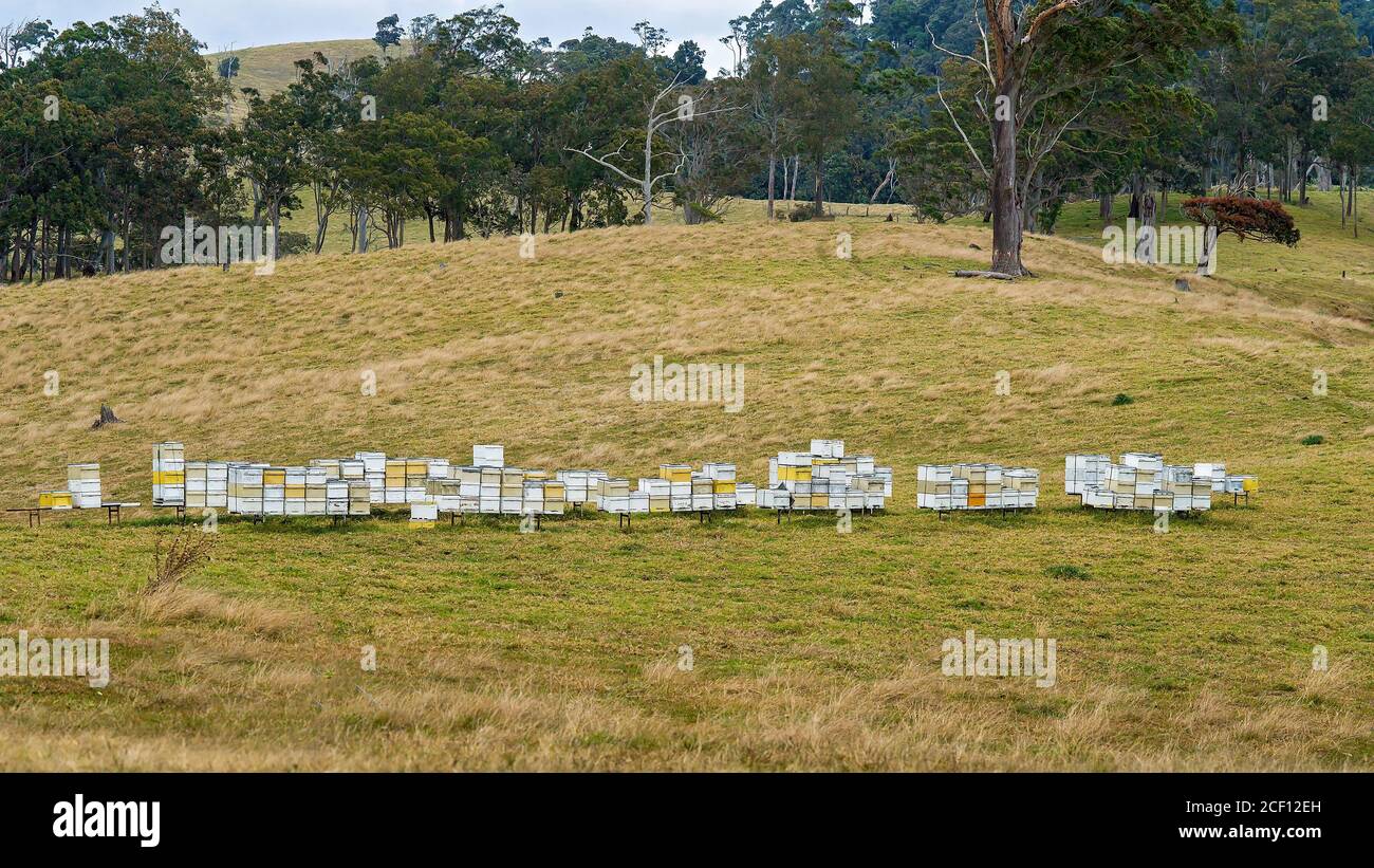 Rows of beehives in an open paddock on a country property Stock Photo