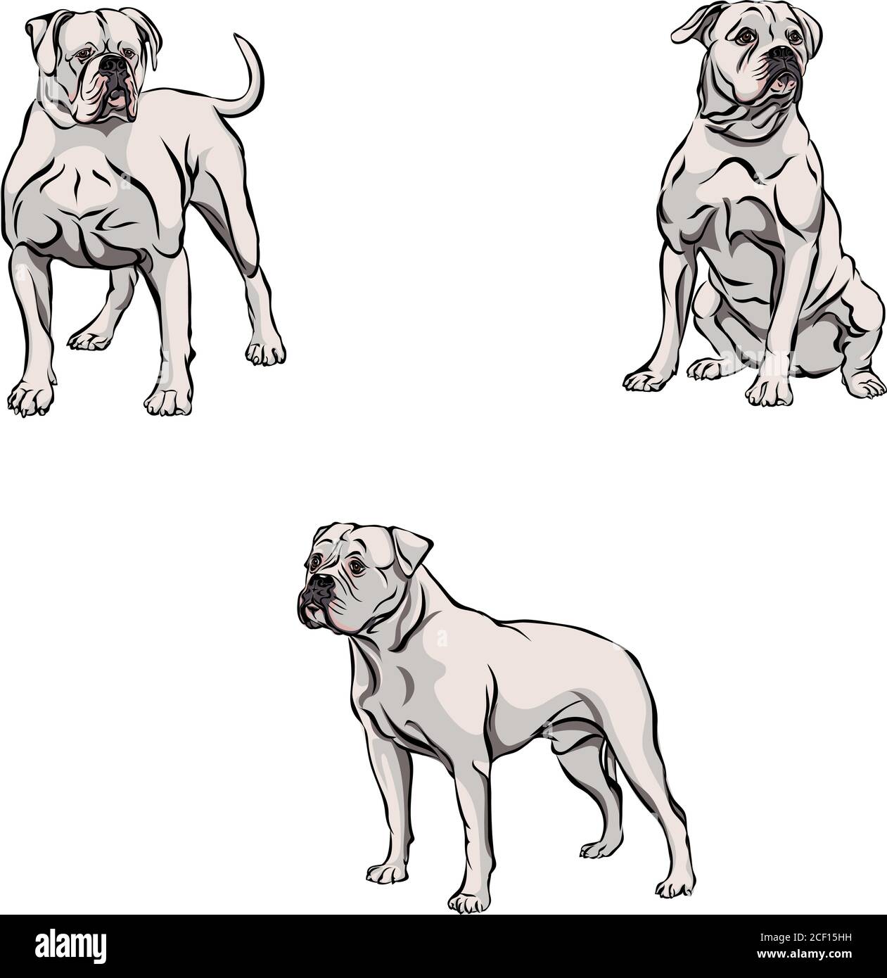 Dog, bulldog in motion, different poses, black, color, various poses, movements and angles of figures, black, silhouette, set, vector, illustration Stock Vector