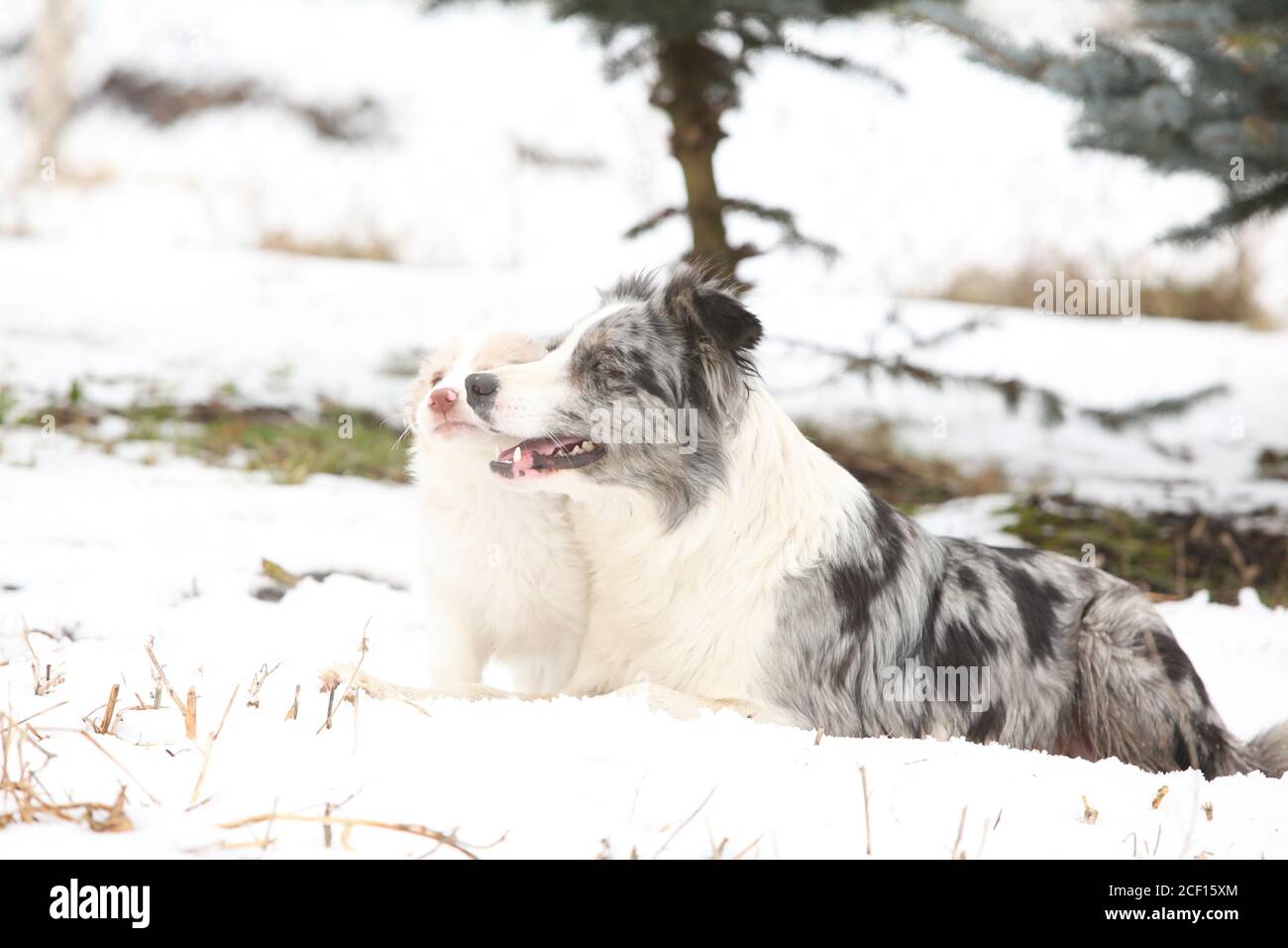 Chocolate Brown Border Collie Puppy Collie Puppies Border Collie Puppies Brown Border Collie