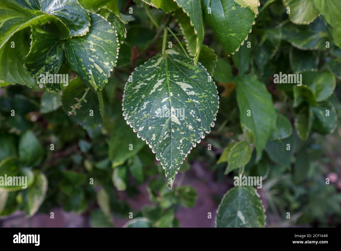 Unique green leaf with white dots. Beautiful isolated green leaf. Stock Photo