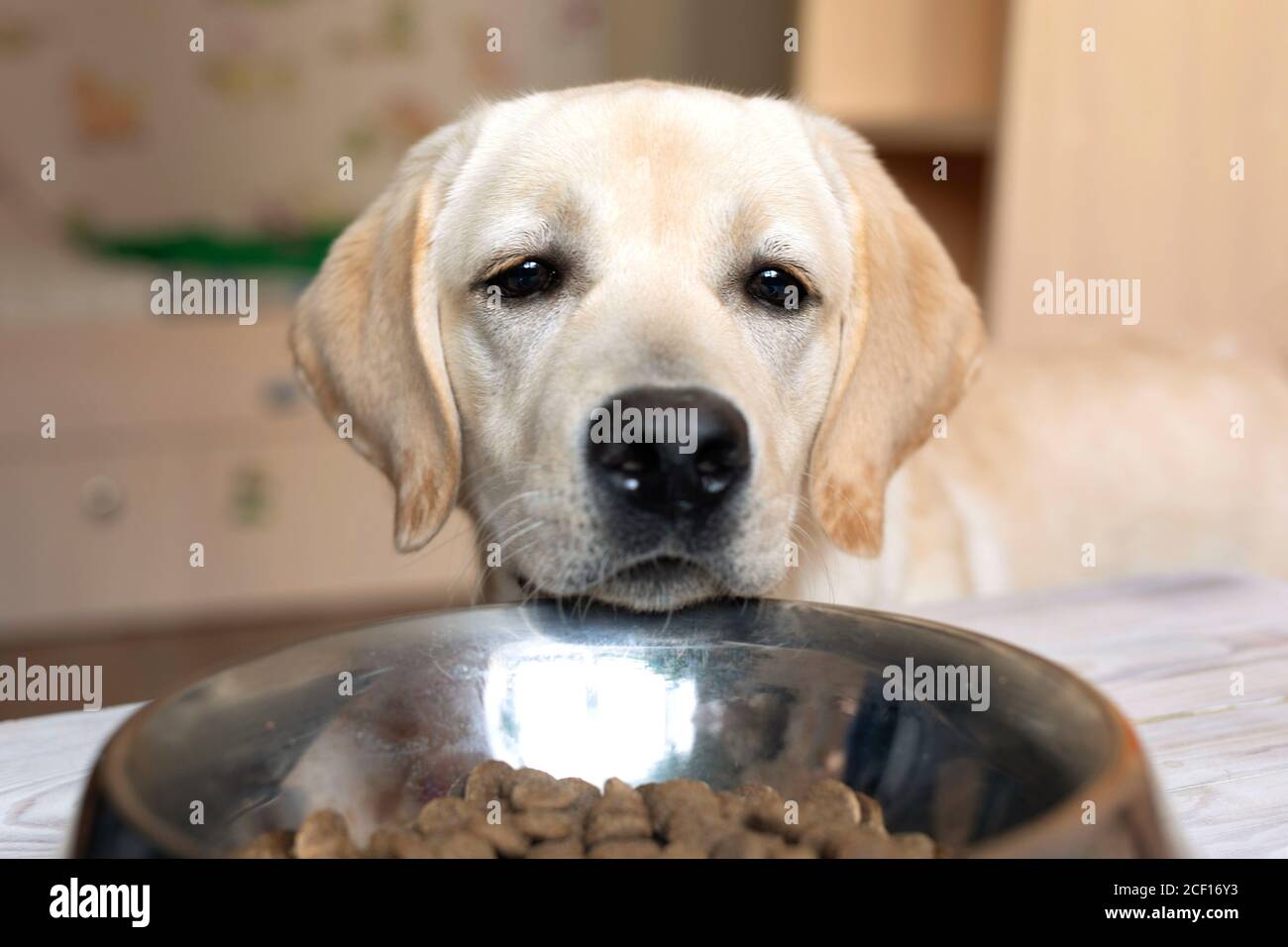 Labrador looks into bowl standing on table, asks for food. begging puppy Stock Photo