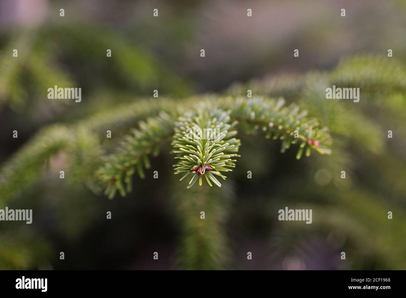 fir twigs,  only the tip of a branch in focus Stock Photo