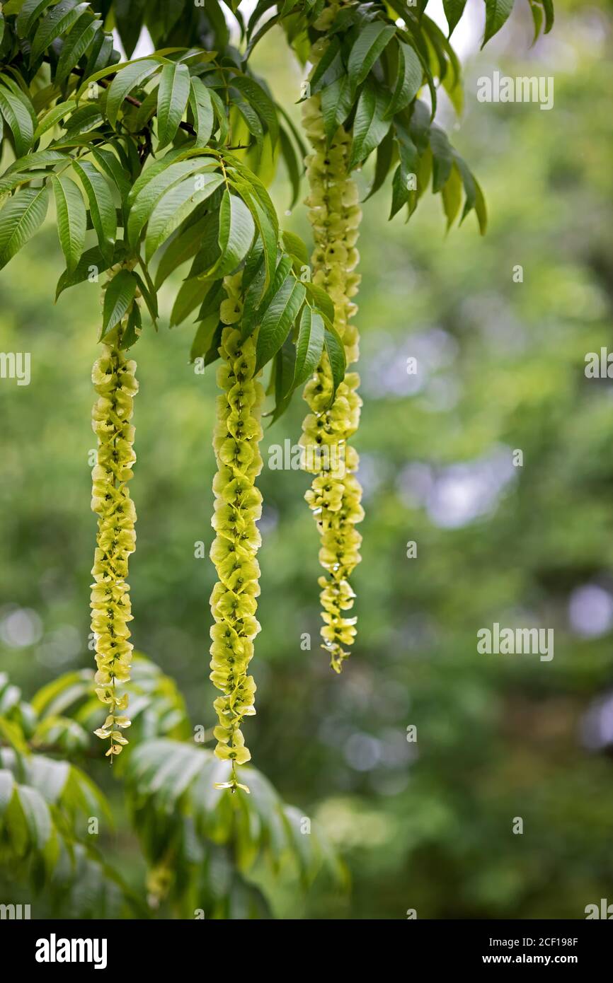 green leaves, beautiful yellow blossoms of a Pterocarya Stock Photo
