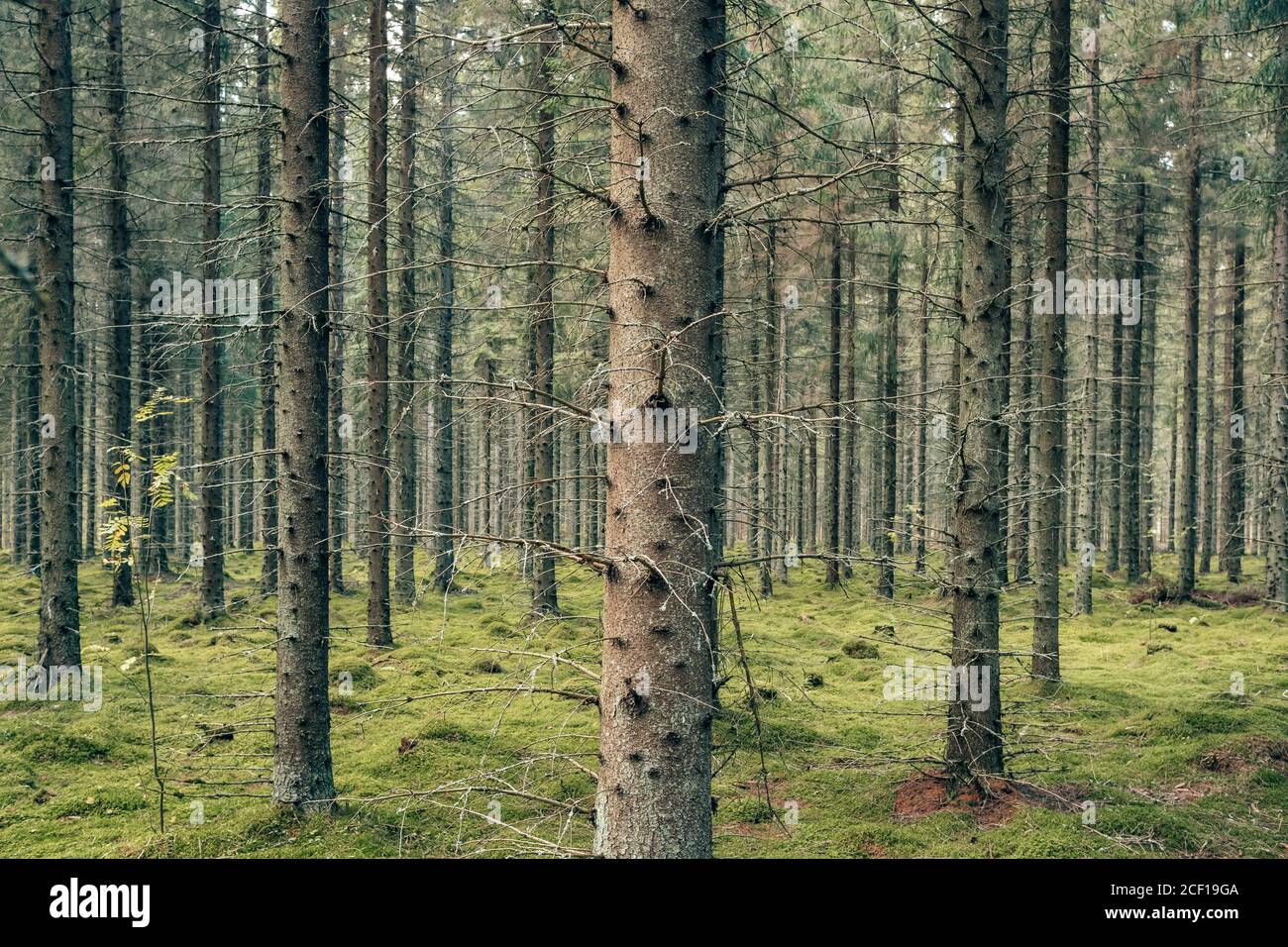 Mystical pine and fir trees forest with green moss. Stock Photo