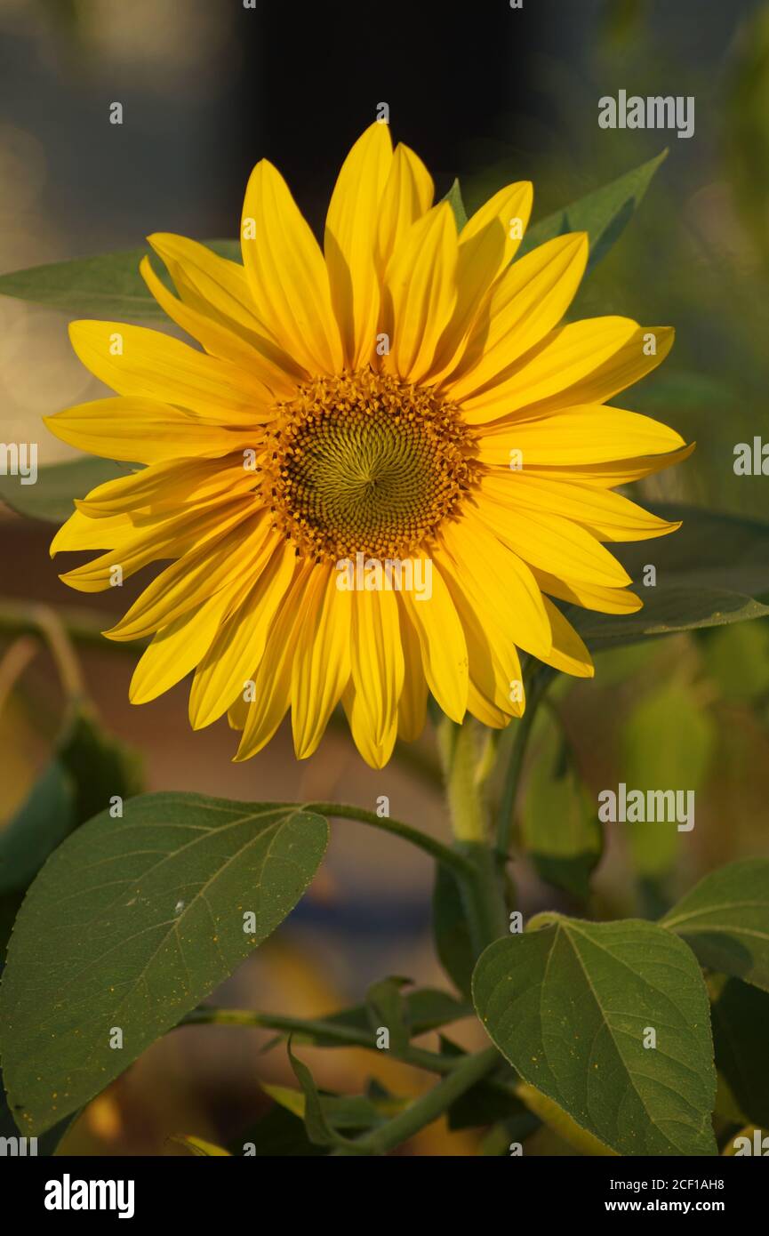 Sonnenblume in voller Blüte Stock Photo