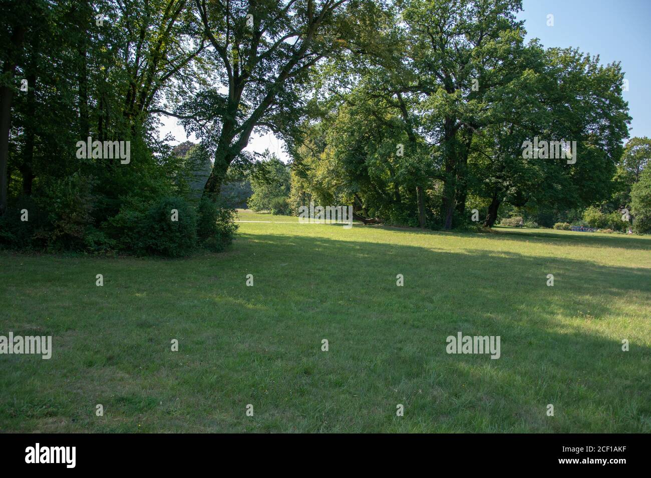 Park lawn with green trees Stock Photo - Alamy