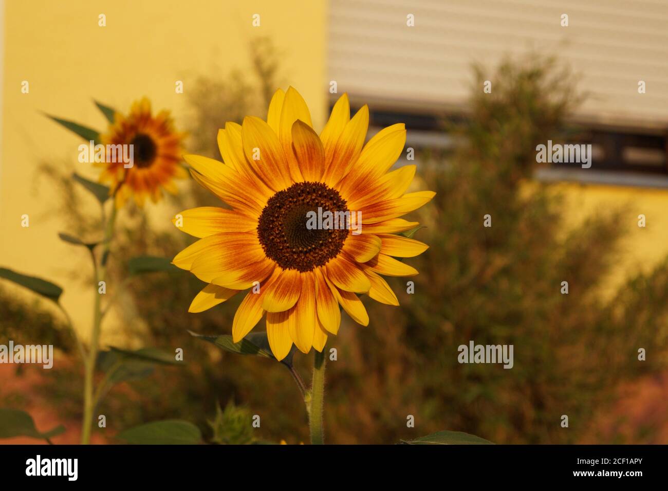 Sonnenblume in voller Blüte Stock Photo