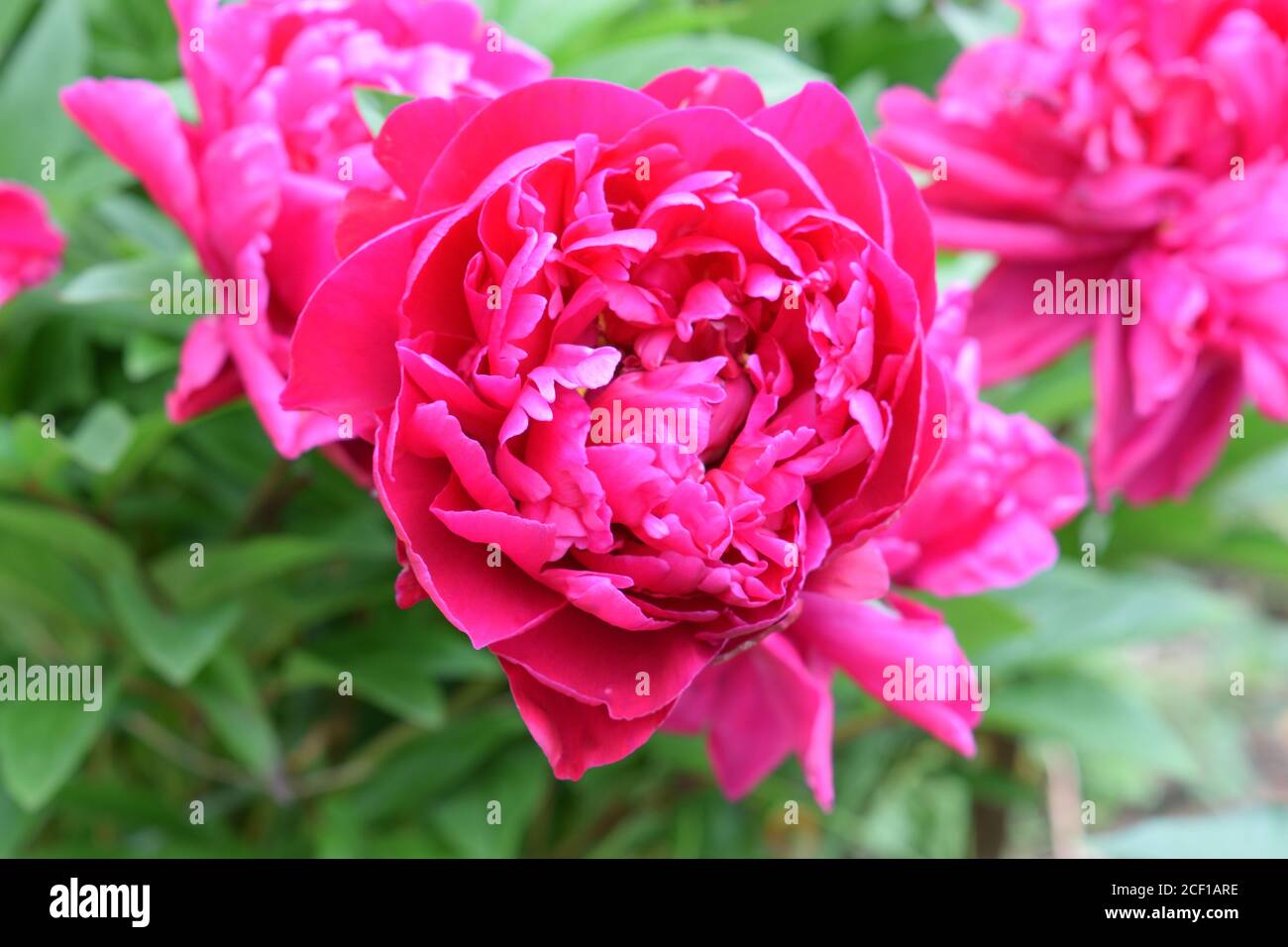 Peony. Name Karl Rosenfield. Close up of large pink flower. Stock Photo