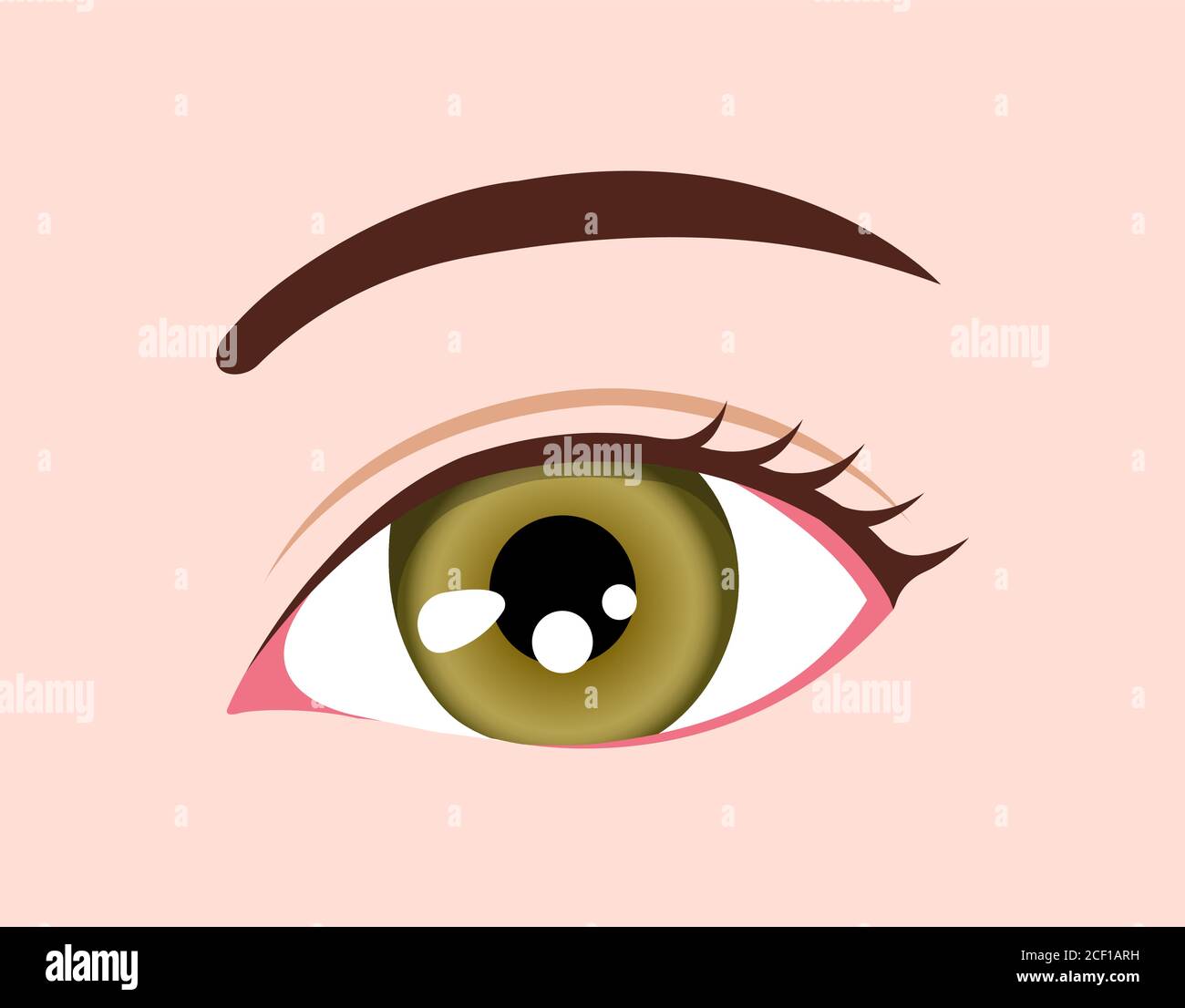 Human eyeball / eye color illustration (Hazel) Stock Vector