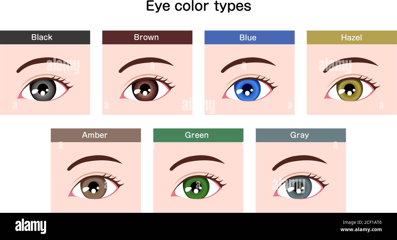 Human pupil eyeball variations / eye color types illustration Stock Vector