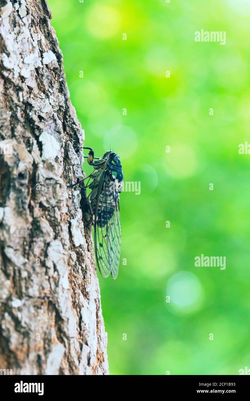 Macro close-up of an insect cicada outdoors on a tree Stock Photo - Alamy