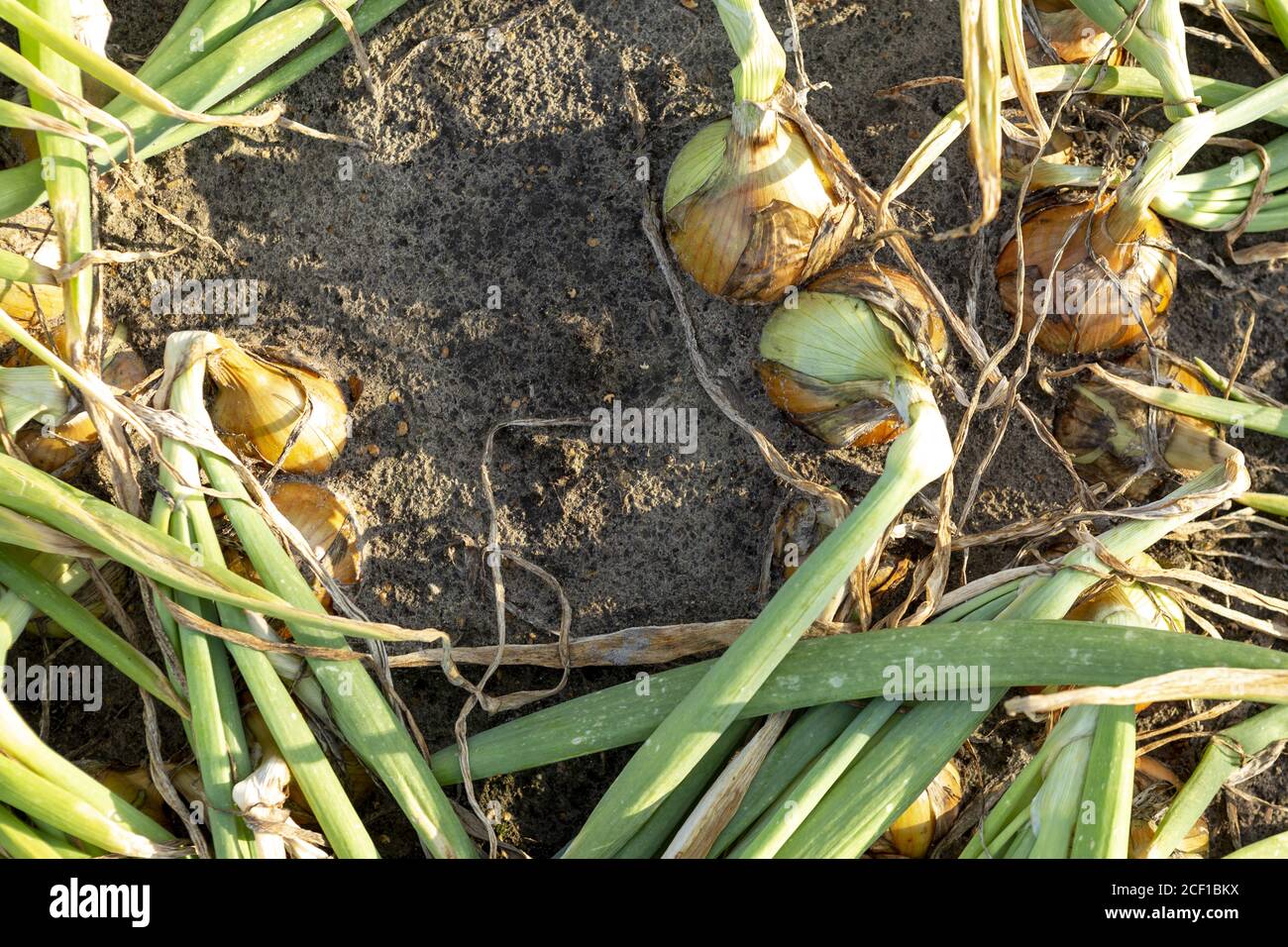 Onion allium cepa field hi-res stock photography and images - Alamy