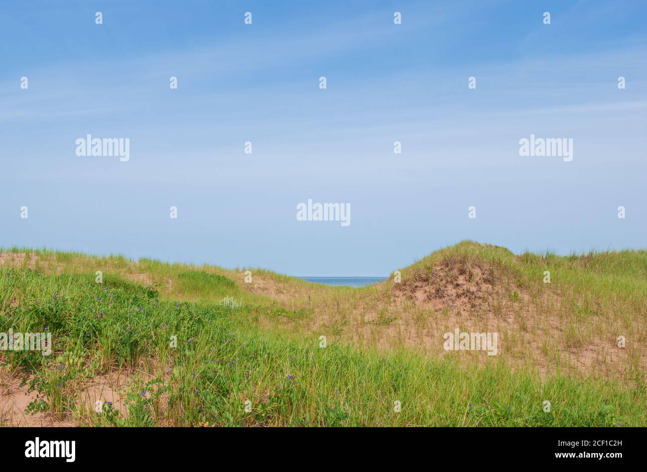 Coastal sand dunes covered by green dunegrasses and beach pea plants, under a blue sky. Brackley Beach, PEI National Park, Canada Stock Photo