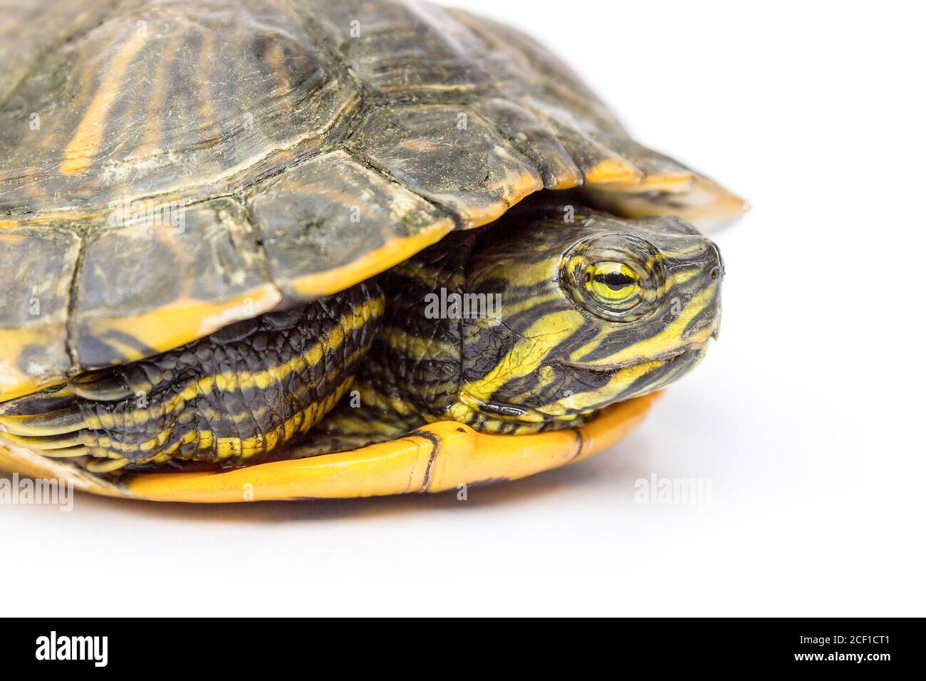 Close up yellow-cheeked turtle isolated on white background Stock Photo