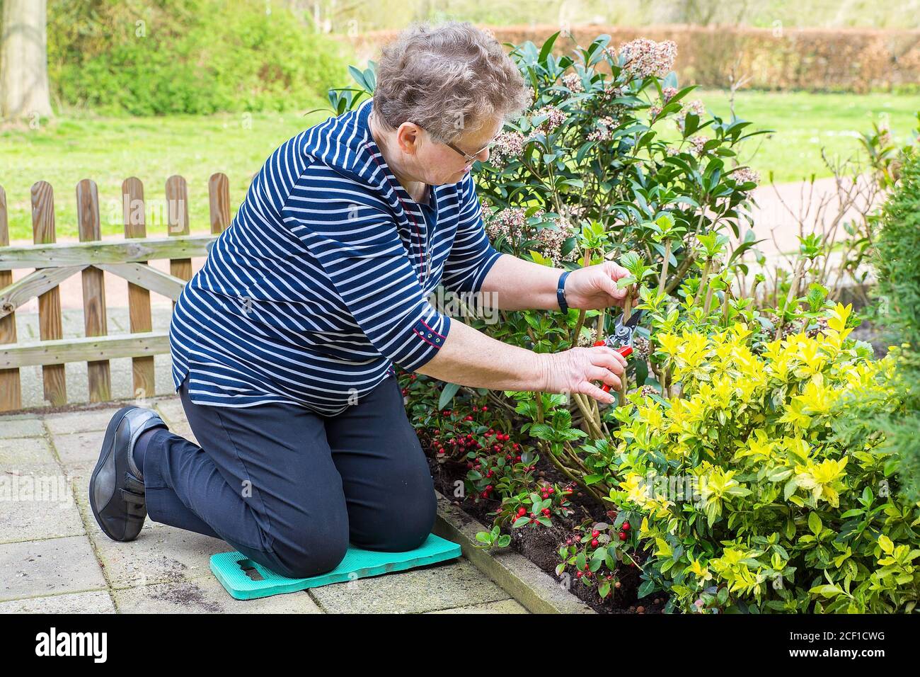 Elderly european woman prunes branch of plant in garden Stock Photo