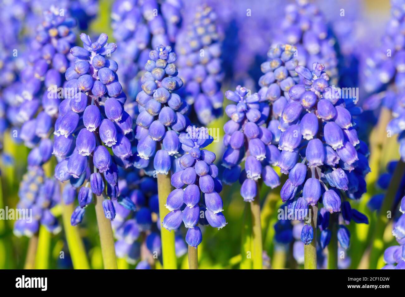 Group of blue grape hyacinths in spring season Stock Photo