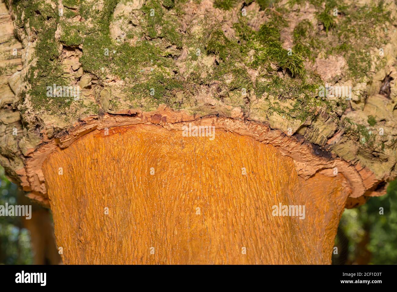 Cork oak tree with layers of cork bark on trunk in portuguese orchard Stock Photo