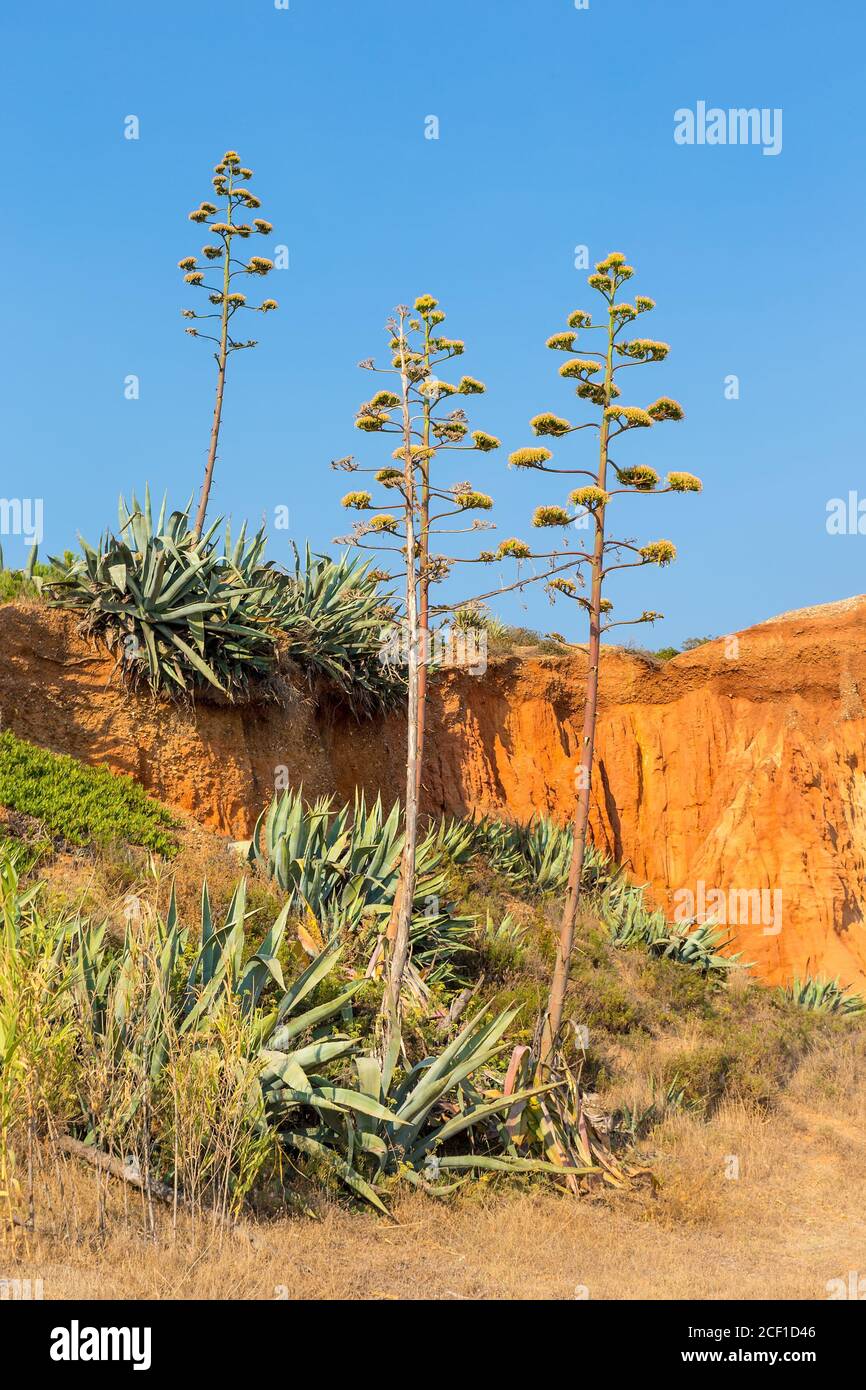 Landscape with Agaves at portuguese rocky mountain Stock Photo