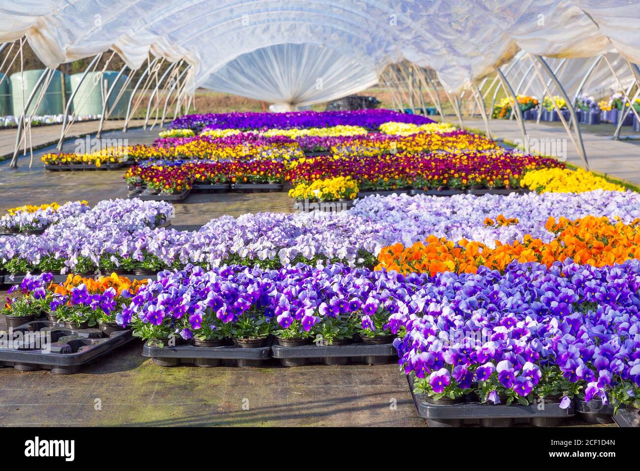 Dutch plastic  greenhouse with  path and colorful flourishing pansies Stock Photo