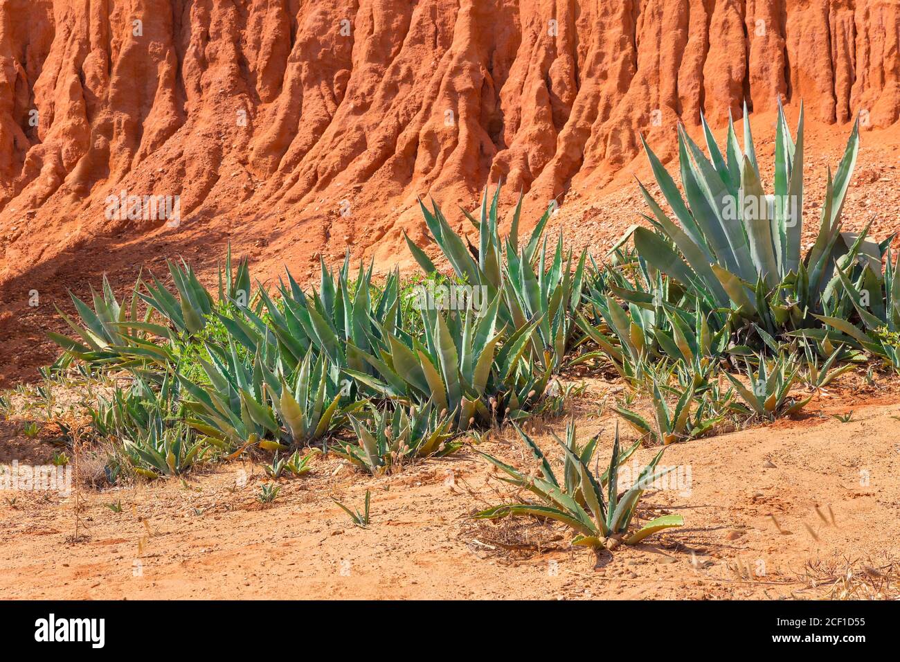 Group of Agave plantsin front of colorful european rocky mountain Stock Photo