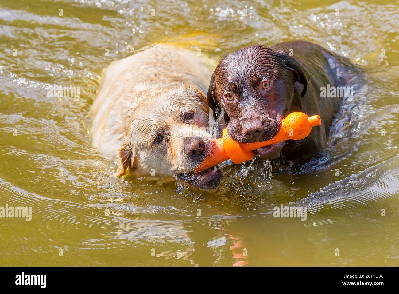 Two labradors with orange rubber toy swimming side by side in natural  water Stock Photo