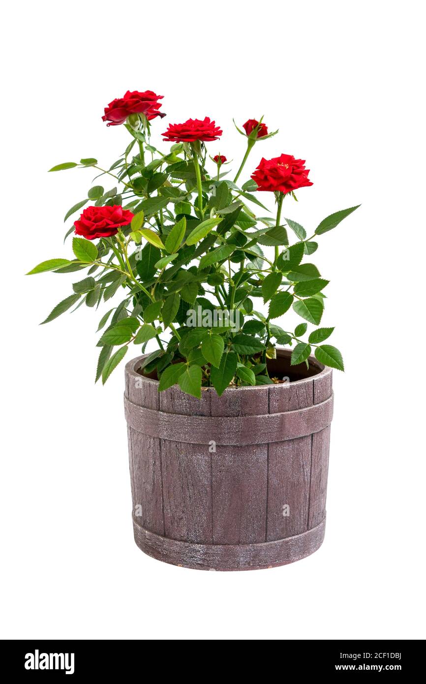 Red rose flowers in a pot isolated on white background Stock Photo Alamy