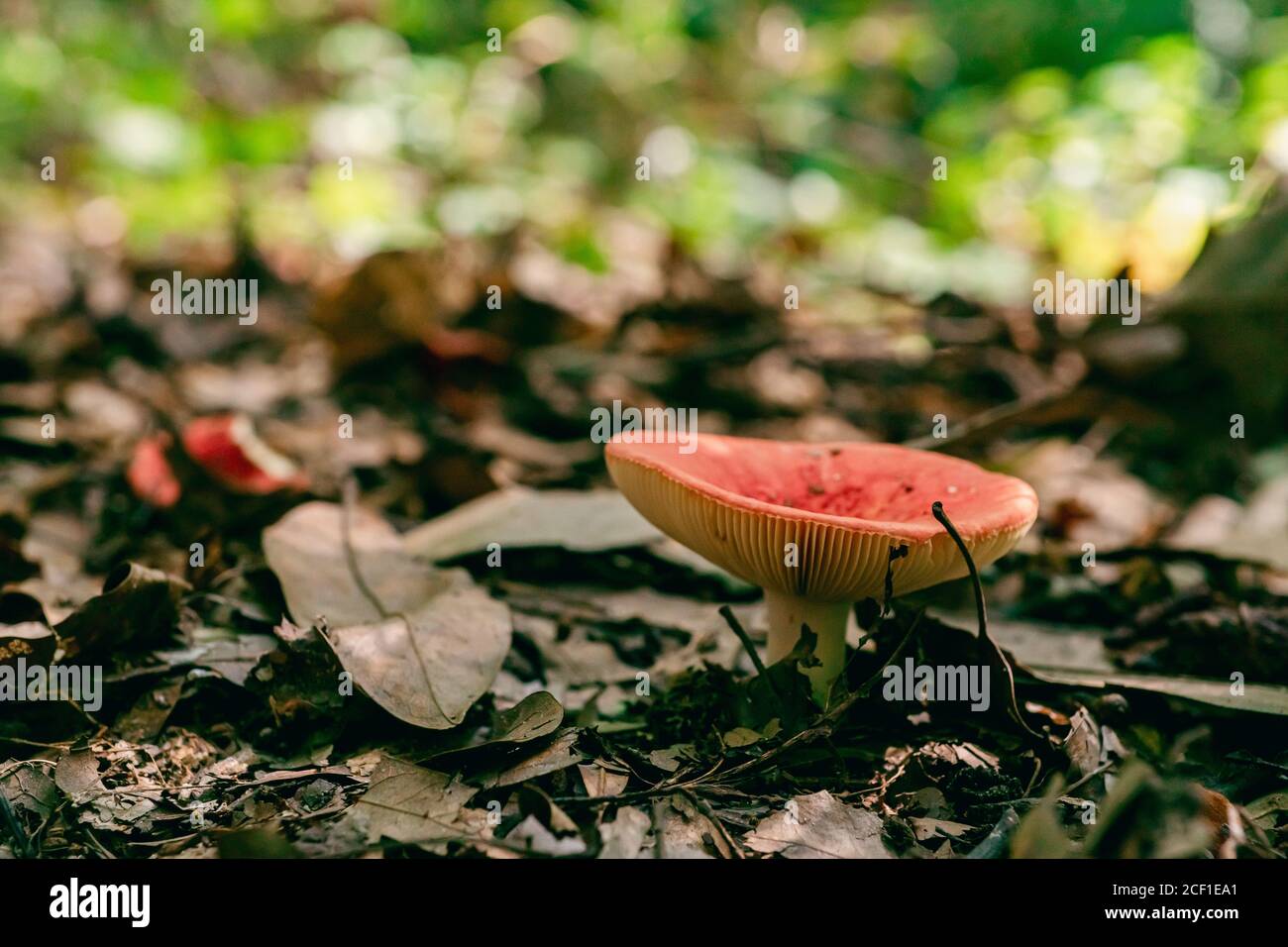 Growing wild mushroom in the forest Stock Photo - Alamy