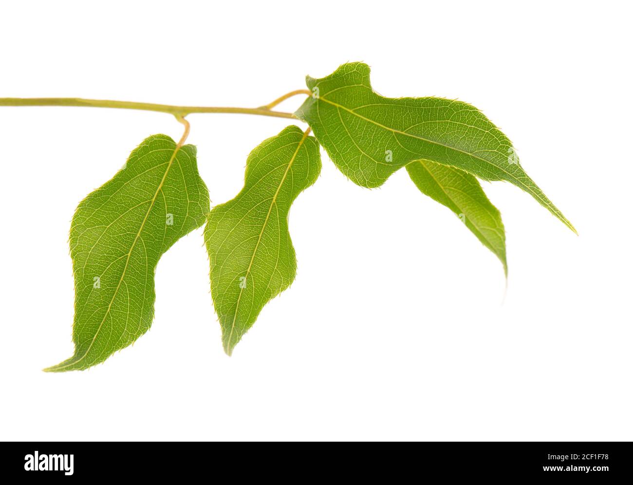 Green branch of kiwi leaves, isolated on white background. Spring with leaves of kiwi. Stock Photo