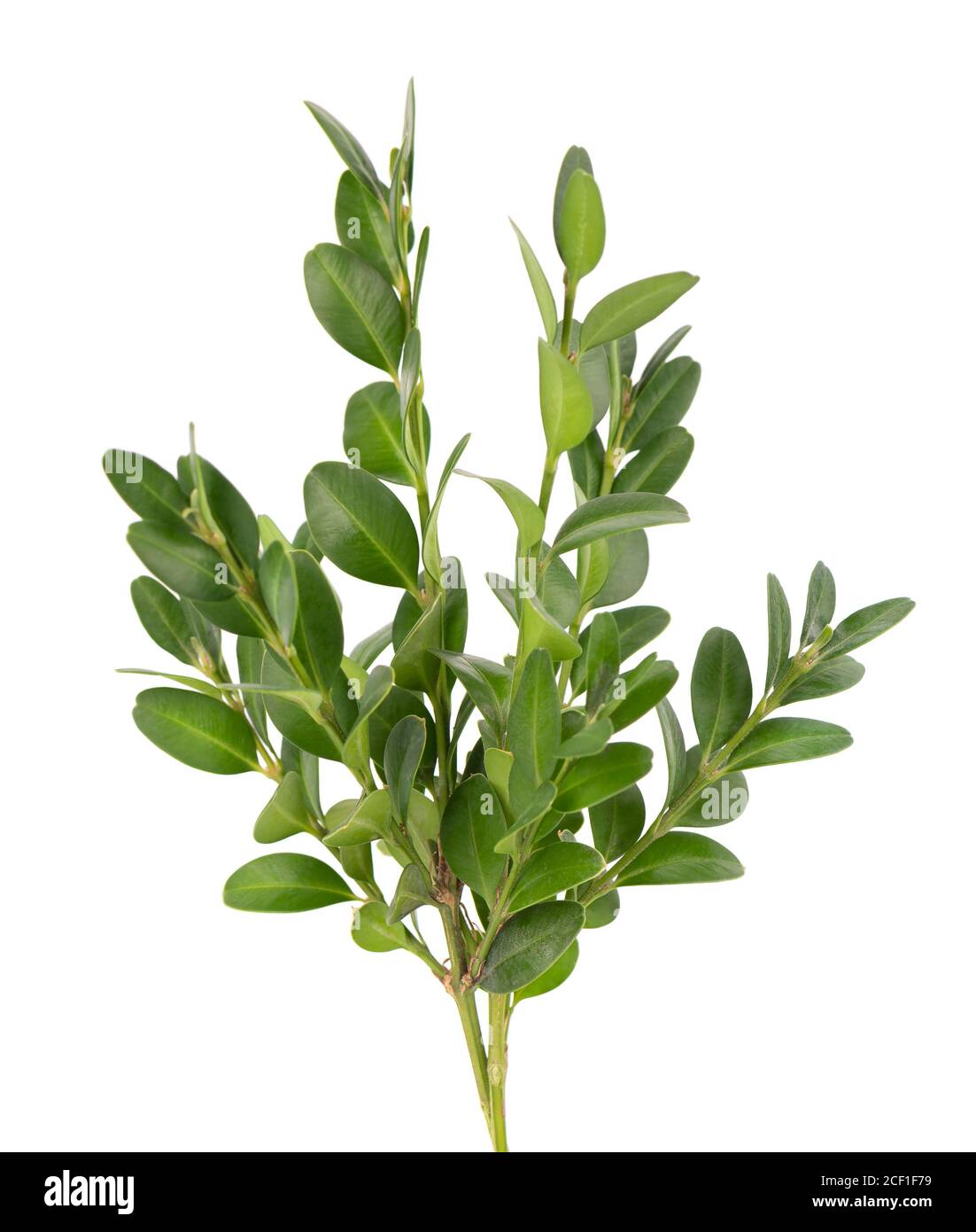 - Petite Boxwood Oasis