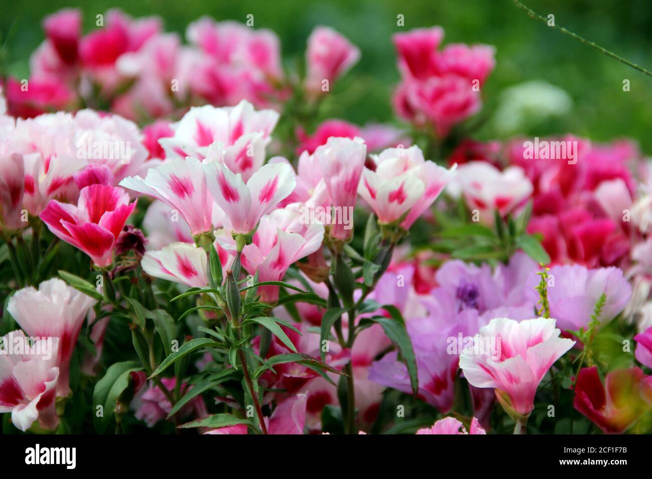Soft focus of colorful godetia flowers blooming at a garden Stock Photo