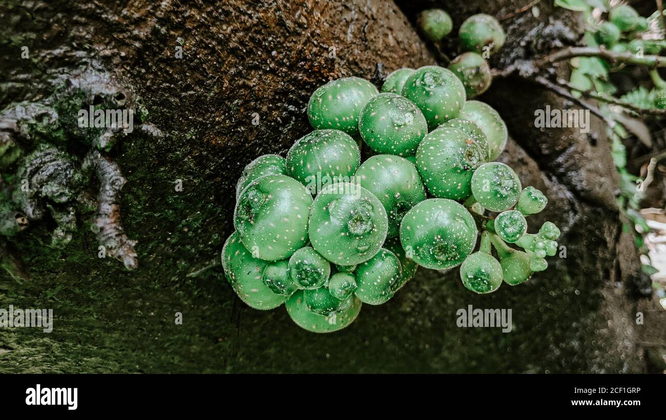 Closeup shot of conophytum piluliforme growing on the tree Stock Photo