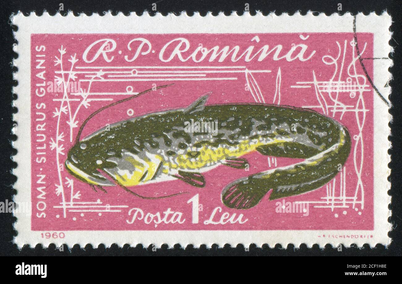 ROMANIA - CIRCA 1960: stamp printed by Romania, show fish, Wels catfish, circa 1960. Stock Photo