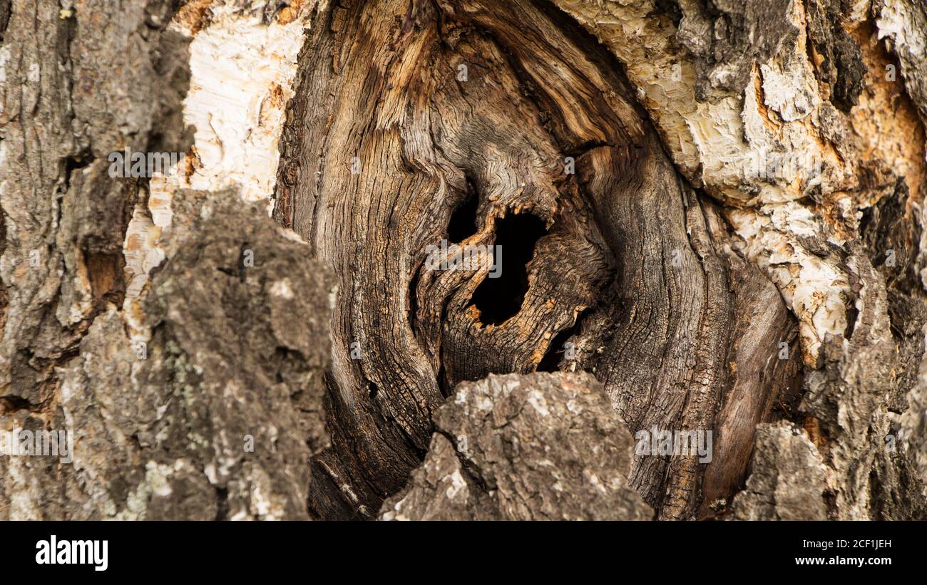 Hole in the bark of a tree close up. Tree trunk with hollow. Tree bark texture background. Dark Hollow Of Old Birch Tree Close-Up. Birch Texture Backg Stock Photo