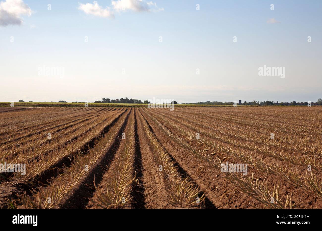 A field of main crop potatoes after top killing applied on the Norfolk coast at Happisburgh, Norfolk, England, United Kingdom. Stock Photo