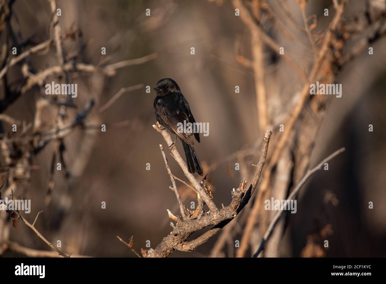 Perched black flycatcher in the Kruger National Park Stock Photo